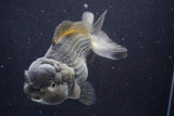 Giant Yuan Bao Oranda  Blue 7 Inch (ID#816Yb10a-109)