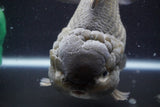 Giant Yuan Bao Oranda  Blue 7 Inch (ID#816Yb10a-109)