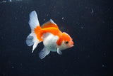 Juvenile Thai Oranda  Red White 3.5 Inch (ID#1122To13b-60) Free2Day SHIPPING