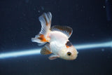 Baby Thai Oranda  Tricolor 3 Inch (ID#1025ToPTA-34) Free2Day SHIPPING