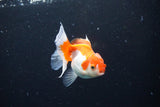 Juvenile Thai Oranda  Red White 3.5 Inch (ID#1122To13b-60) Free2Day SHIPPING