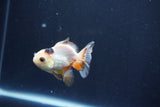 Baby Thai Oranda  Tricolor 3 Inch (ID#1025ToPTA-34) Free2Day SHIPPING