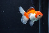 Juvenile Thai Oranda  Red White 3.5 Inch (ID#1122To13b-60) Free2Day SHIPPING