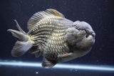 Giant Yuan Bao Oranda  Blue 7 Inch (ID#816Yb10a-109)