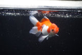 Juvenile Thai Oranda  Red White 3.5 Inch (ID#1122To13b-60) Free2Day SHIPPING