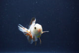 Baby Thai Oranda  Tricolor 3 Inch (ID#1025ToPTA-34) Free2Day SHIPPING