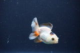 Baby Thai Oranda  Tricolor 3 Inch (ID#1025ToPTA-34) Free2Day SHIPPING