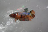 Lionhead  Red White 4.5 Inch (ID#318L9a-107) Free2Day SHIPPING