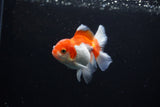 Juvenile Thai Oranda  Red White 3.5 Inch (ID#1122To13b-60) Free2Day SHIPPING