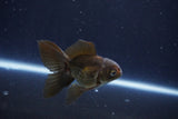 Baby Thai Oranda  Bronze 3 Inch (ID#1025ToPTA-35) Free2Day SHIPPING