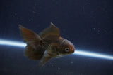 Baby Thai Oranda  Bronze 3 Inch (ID#1025ToPTA-35) Free2Day SHIPPING