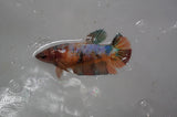 Lionhead  Red White 4.5 Inch (ID#318L9a-107) Free2Day SHIPPING
