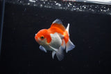 Juvenile Thai Oranda  Red White 3.5 Inch (ID#1122To13b-60) Free2Day SHIPPING