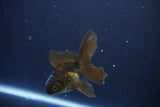 Baby Thai Oranda  Bronze 3 Inch (ID#1025ToPTA-35) Free2Day SHIPPING