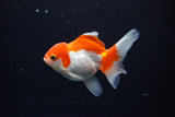 Juvenile Thai Oranda  Red White 3.5 Inch (ID#1122To13b-60) Free2Day SHIPPING