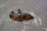 Lionhead  Red White 4.5 Inch (ID#318L9a-107) Free2Day SHIPPING
