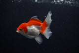 Juvenile Thai Oranda  Red White 3.5 Inch (ID#1122To13b-60) Free2Day SHIPPING