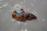Lionhead  Red White 4.5 Inch (ID#318L9a-107) Free2Day SHIPPING
