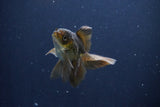 Baby Thai Oranda  Bronze 3 Inch (ID#1025ToPTA-35) Free2Day SHIPPING