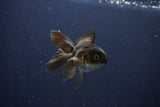 Baby Thai Oranda  Bronze 3 Inch (ID#1025ToPTA-35) Free2Day SHIPPING