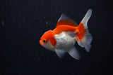 Juvenile Thai Oranda  Red White 3.5 Inch (ID#1122To13b-60) Free2Day SHIPPING