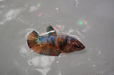 Lionhead  Red White 4.5 Inch (ID#318L9a-107) Free2Day SHIPPING