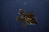 Baby Thai Oranda  Bronze 3 Inch (ID#1025ToPTA-35) Free2Day SHIPPING