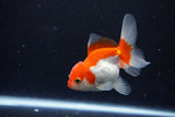 Juvenile Thai Oranda  Red White 3.5 Inch (ID#1122To13b-60) Free2Day SHIPPING