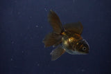 Baby Thai Oranda  Bronze 3 Inch (ID#1025ToPTA-35) Free2Day SHIPPING