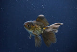 Baby Thai Oranda  Bronze 3 Inch (ID#1025ToPTA-35) Free2Day SHIPPING