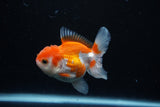 Juvenile Thai Oranda  Red White 3.5 Inch (ID#1122To13b-61) Free2Day SHIPPING