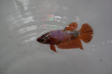 Lionhead  Red White 5 Inch (ID#318L9a-108) Free2Day SHIPPING
