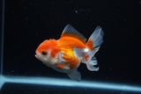 Juvenile Thai Oranda  Red White 3.5 Inch (ID#1122To13b-61) Free2Day SHIPPING