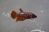 Lionhead  Red White 5 Inch (ID#318L9a-108) Free2Day SHIPPING