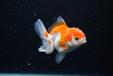 Juvenile Thai Oranda  Red White 3.5 Inch (ID#1122To13b-61) Free2Day SHIPPING