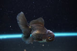 Baby Thai Oranda  Panda 3.5 Inch (ID#418TPTA-99) Free2Day SHIPPING