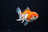 Juvenile Thai Oranda  Red White 3.5 Inch (ID#1122To13b-61) Free2Day SHIPPING