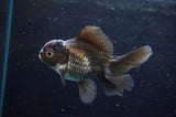 Baby Thai Oranda  Panda 3.5 Inch (ID#418TPTA-99) Free2Day SHIPPING