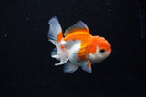 Juvenile Thai Oranda  Red White 3.5 Inch (ID#1122To13b-61) Free2Day SHIPPING