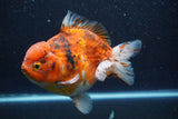 Giant Yuan Bao Oranda  Calico 7 Inch (ID#820Yb10a-110)