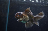 Baby Thai Oranda  Panda 3.5 Inch (ID#418TPTA-99) Free2Day SHIPPING
