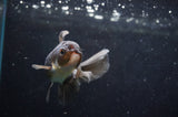 Baby Thai Oranda  Panda 3.5 Inch (ID#418TPTA-99) Free2Day SHIPPING