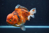 Giant Yuan Bao Oranda  Calico 7 Inch (ID#820Yb10a-110)