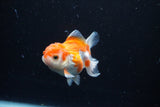 Juvenile Thai Oranda  Red White 3.5 Inch (ID#1122To13b-61) Free2Day SHIPPING