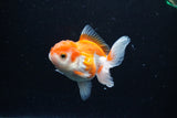 Juvenile Thai Oranda  Red White 3.5 Inch (ID#1122To13b-61) Free2Day SHIPPING