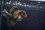 Baby Thai Oranda  Panda 3.5 Inch (ID#418TPTA-99) Free2Day SHIPPING