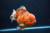 Giant Yuan Bao Oranda  Calico 7 Inch (ID#820Yb10a-110)