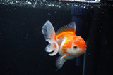 Juvenile Thai Oranda  Red White 3.5 Inch (ID#1122To13b-61) Free2Day SHIPPING