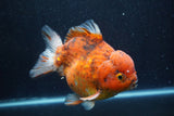 Giant Yuan Bao Oranda  Calico 7 Inch (ID#820Yb10a-110)