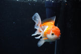 Juvenile Thai Oranda  Red White 3.5 Inch (ID#1122To13b-61) Free2Day SHIPPING